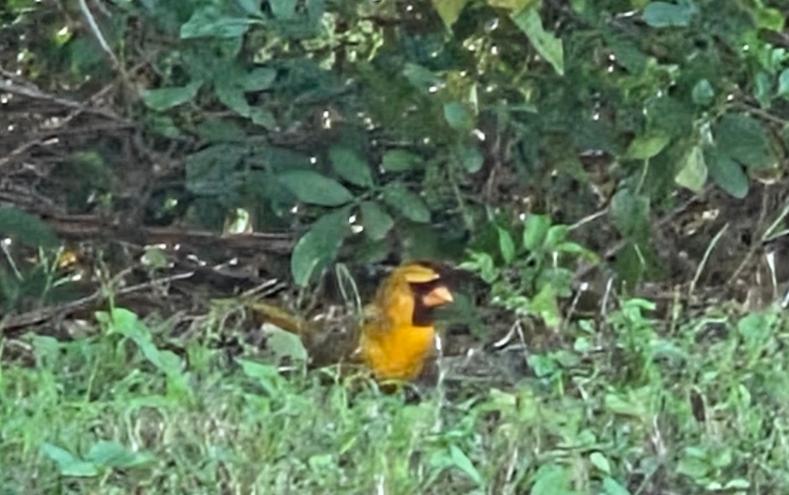 a rare yellow cardinal on the ground among brush and trees