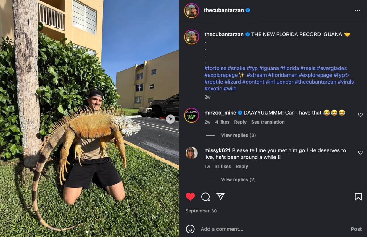 Depicted is a screenshot of an Instagram post showing Andrew Morales holding a giant iguana in both hands.