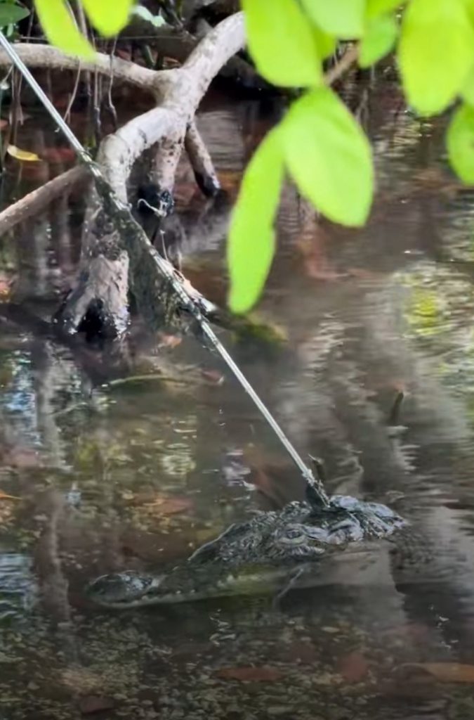 A female American crocodile skims the surface of murky water with a speargun bolt lodged in her forehead.