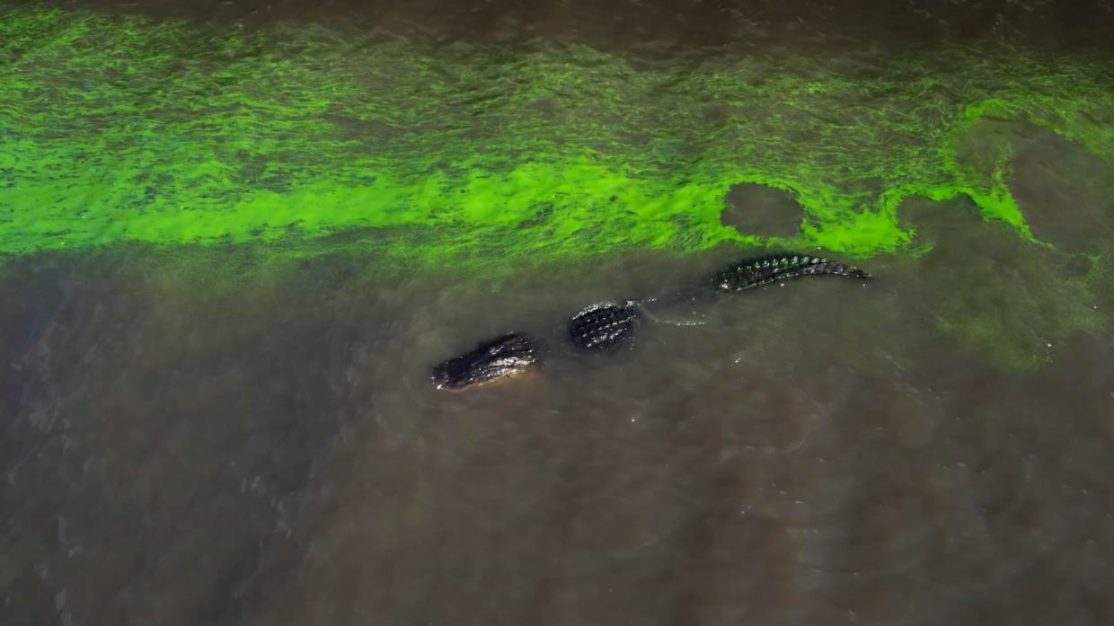 Archival Feedback Soundtracks Film <em>River of Grass</em> With the Noises of the Everglades