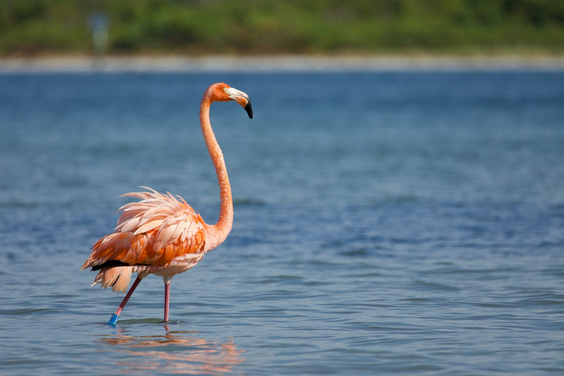 Pink flamingo standing in water