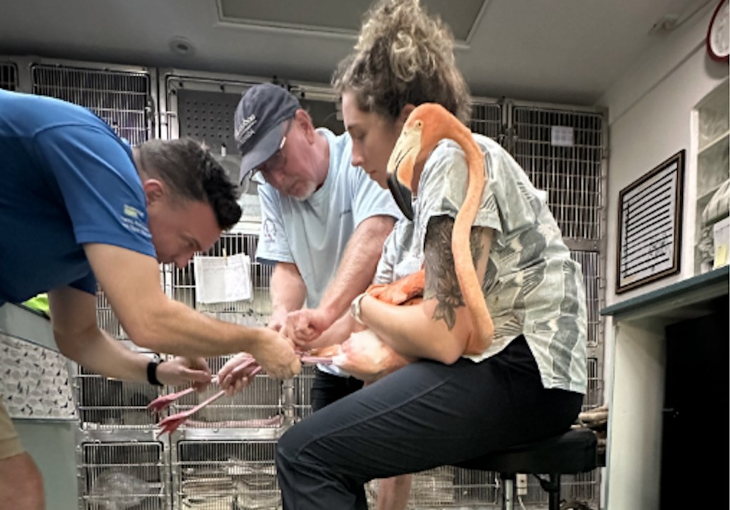 Researchers at an avian sanctuary equip a pink flamingo with an identification band and a GPS tracker.