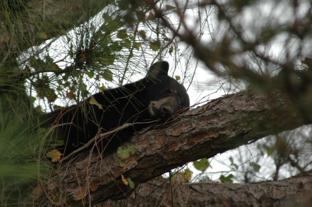 Florida Black Bear Population Shows Sharp Decline Ahead of State Hunt