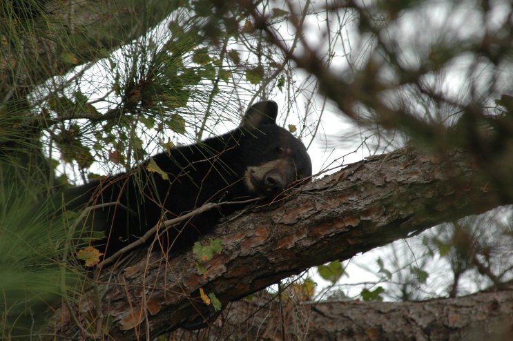 a Florida black bear lounges on the thick limb of a pine tree