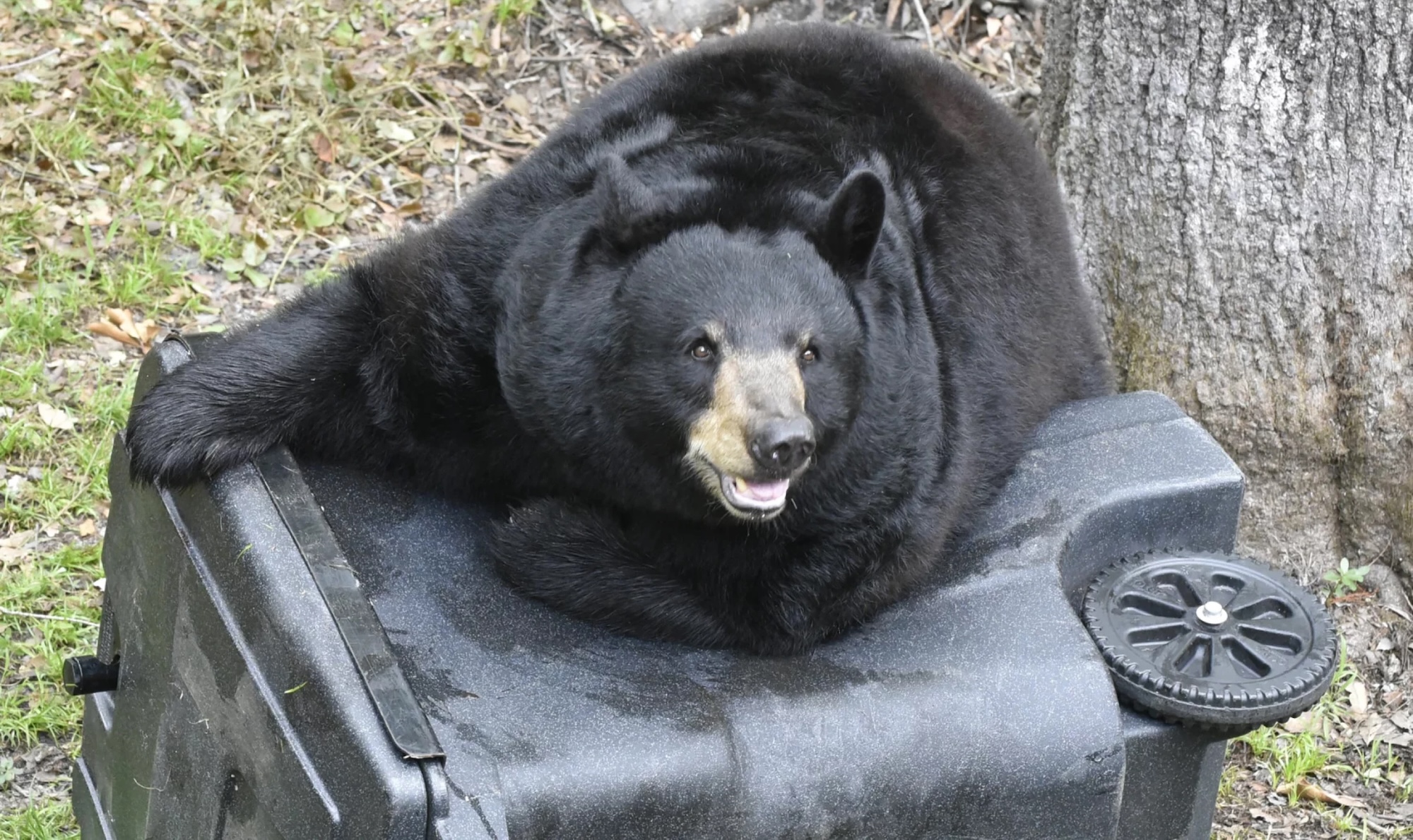 photo of a Florida black bear on top of a trash bin