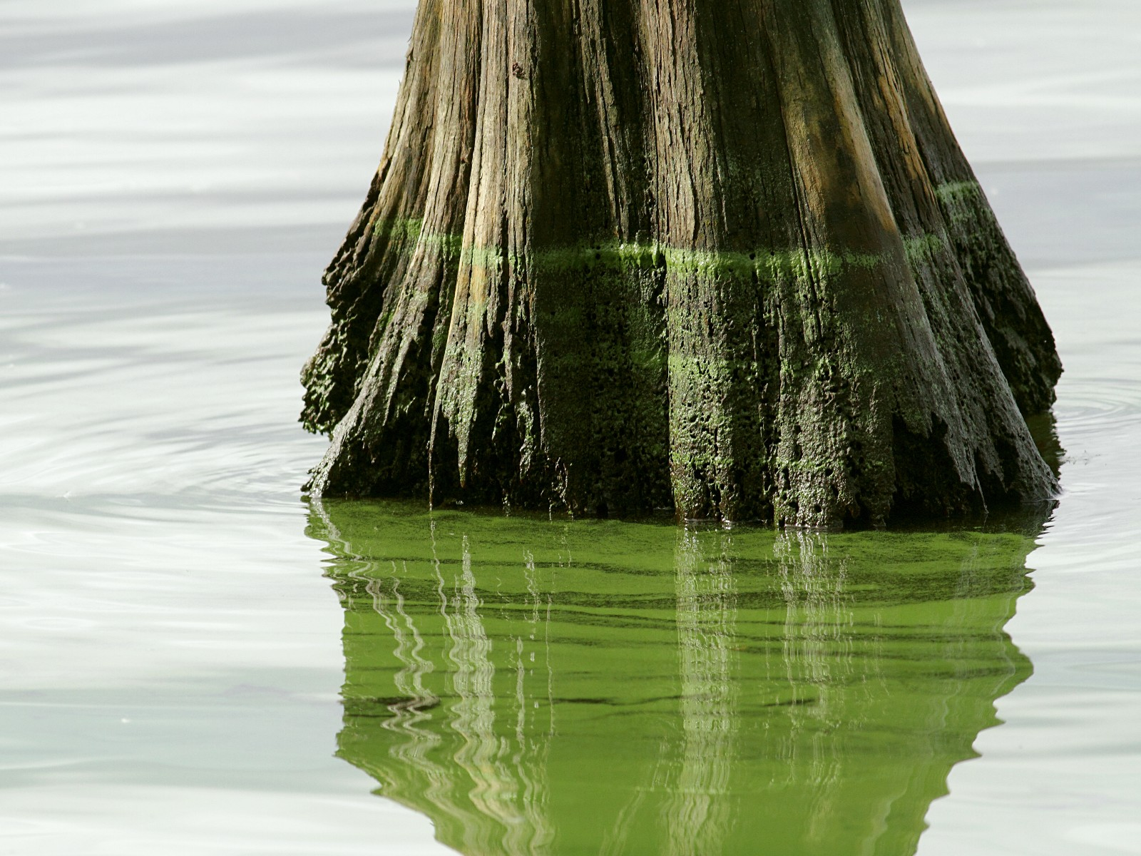 a tree trunk in a lake filled with toxic blue-green algae