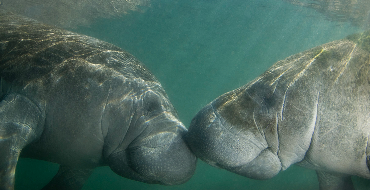 Manatees touching noses.