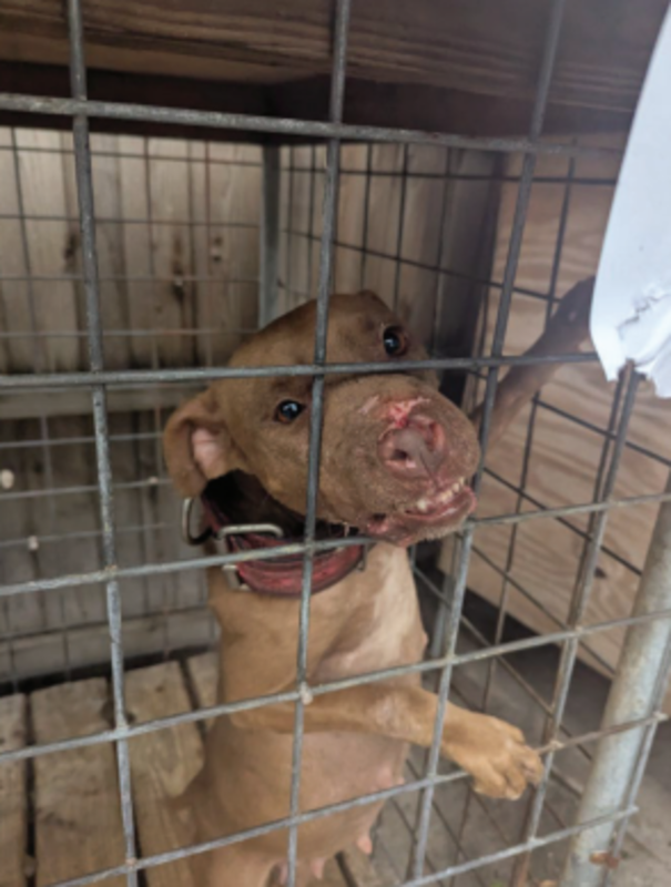 One of the pit bulls found in Alexander Benefield's backyard. 