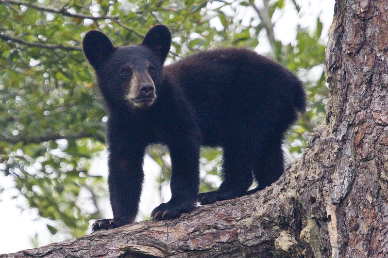 a black bear cub stands on a pine tree limb