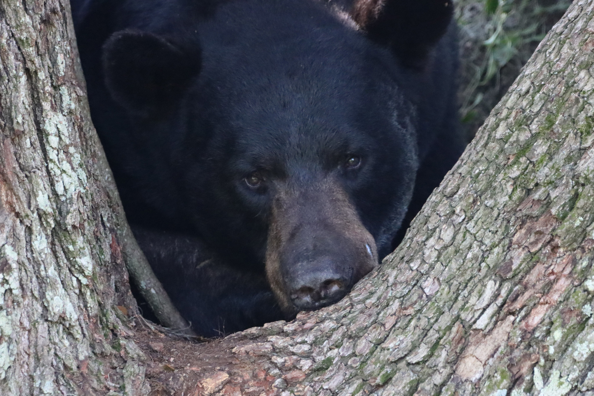 Closeup of a Florida black bear in the crook of a tree