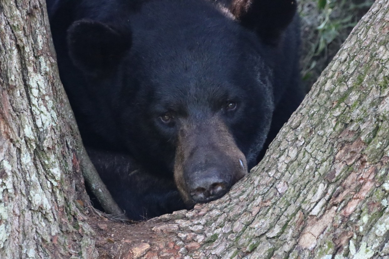 Closeup of a Florida black bear in the crook of a tree