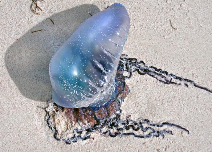 a blue jelly-fish-like organism sits on a beach with blue tentacles spread