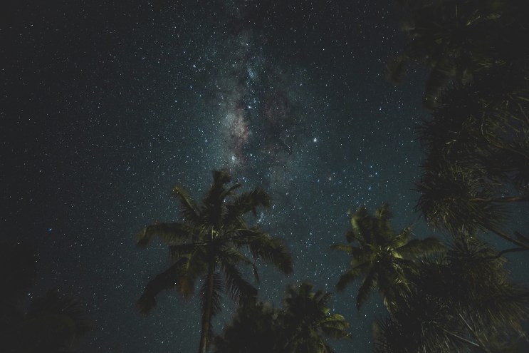 photo of palm trees in the foreground with a starry night in the background