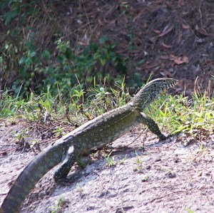 Did South Florida Just Gain an Invasive Species? Meet the Nile Monitor