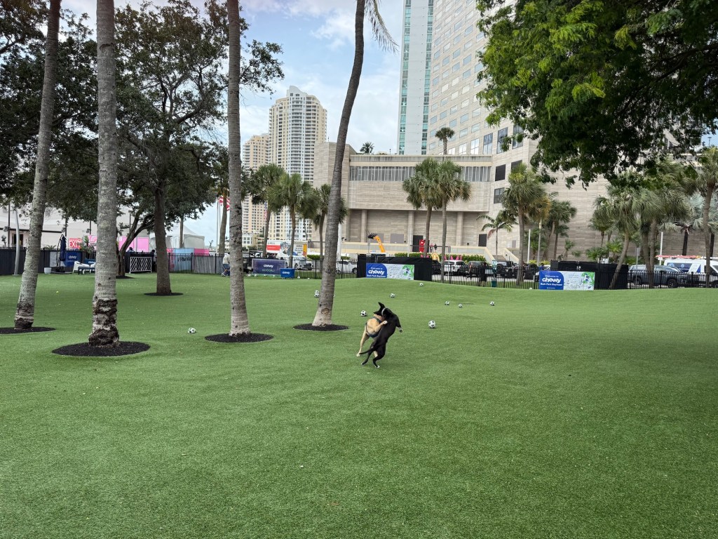 two dogs playing inside a dog park decorated with soccer balls