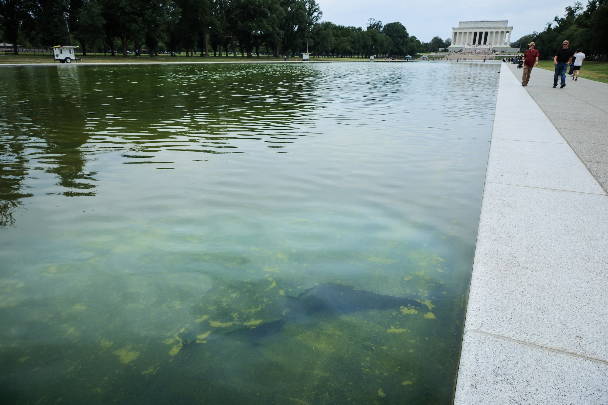green, algae-filled water sits in a reflecting pool