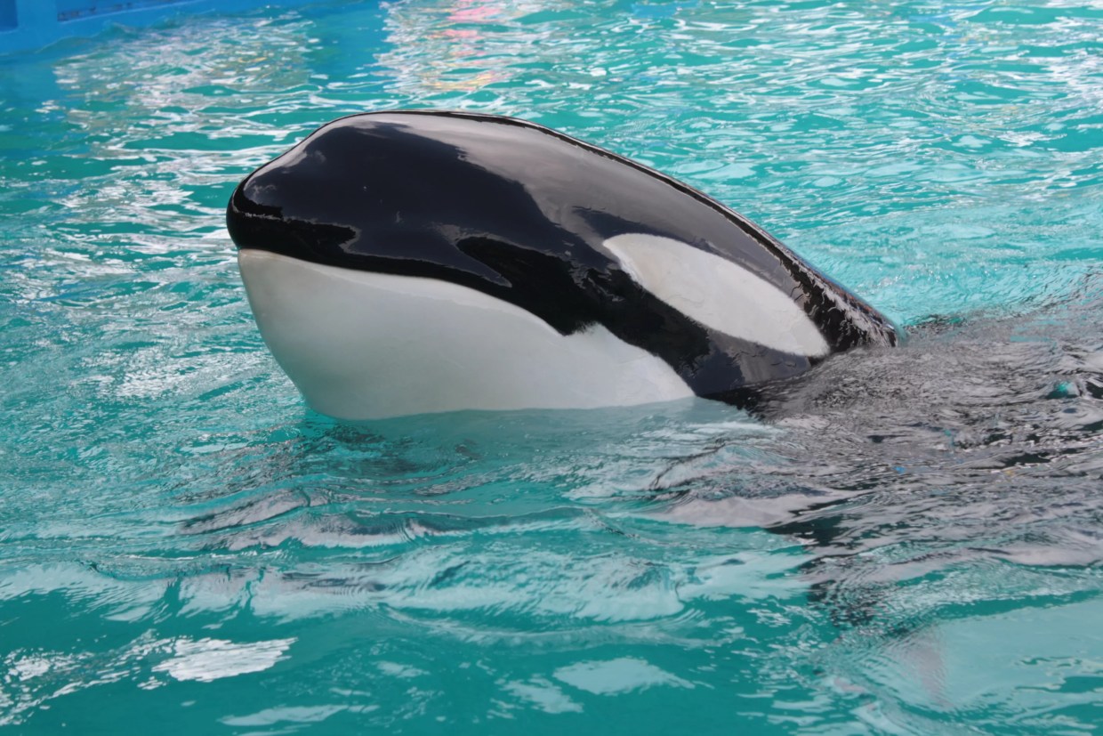 Activists Will March to Retire Lolita, Miami Seaquarium’s Orca
