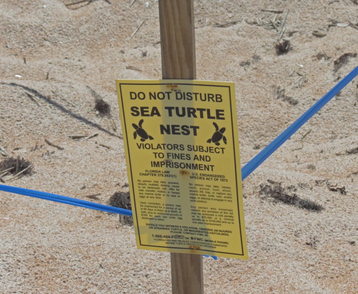 Did a Miami Beach City Employee Kill an Endangered Sea Turtle in a Hit-and-Run?