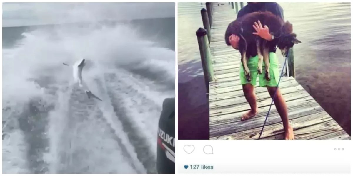 Alleged Shark Abuser Posted Photos of Himself Mistreating Animals, Using Dead Dog as Bait