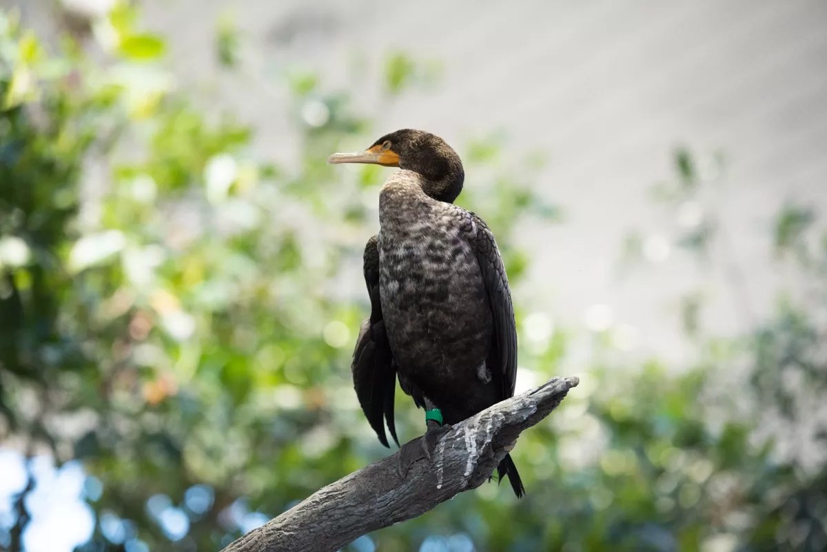Frost Science’s Animals Safely Survived Hurricane Irma, Museum Reports