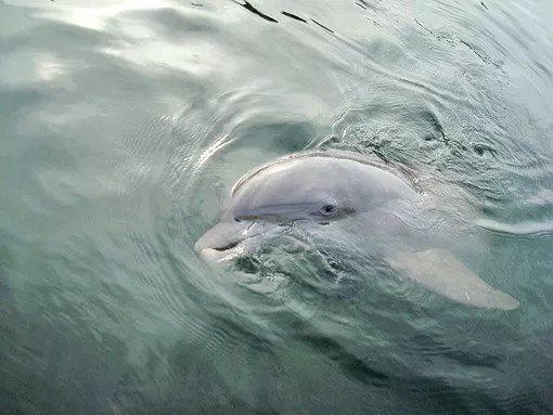 Two Dolphins Died at Miami Seaquarium After Hurricane Irma