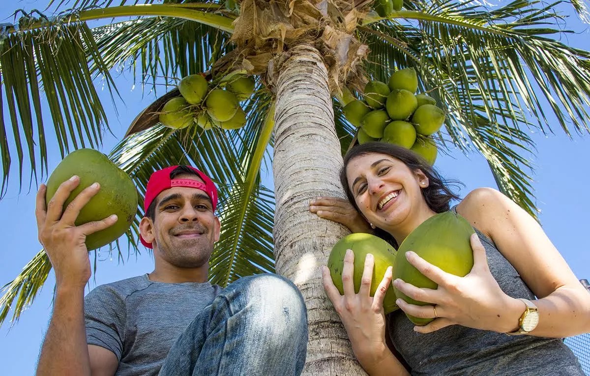 Miami’s 305 Coconauts Teach You How to Climb a Coconut Tree