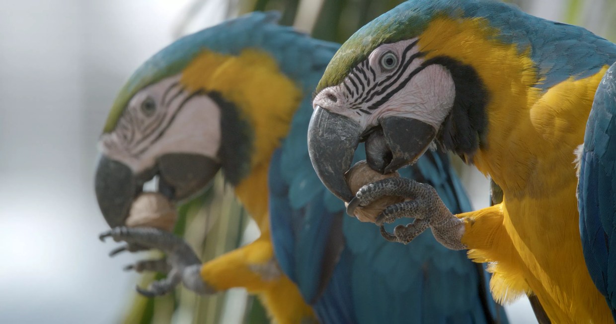 Miami’s Wild Parrots Are Being Poached, and There’s No Law to Protect Them