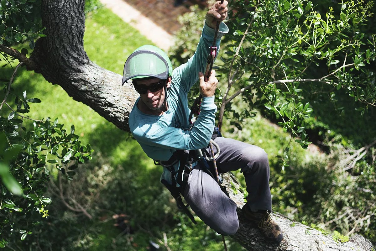 Meet the Miami Tree Trimmer Who Can Climb Faster Than Almost Anyone on Earth