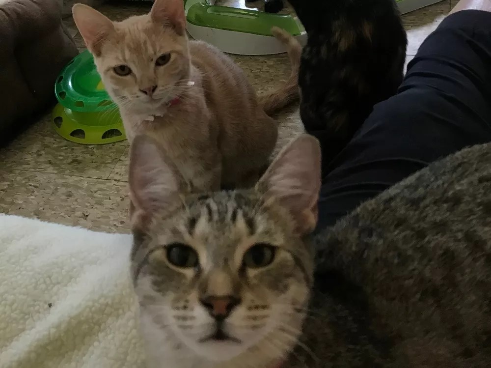 A Cat Café Is Opening on South Beach: Cat Sherpas Wanted