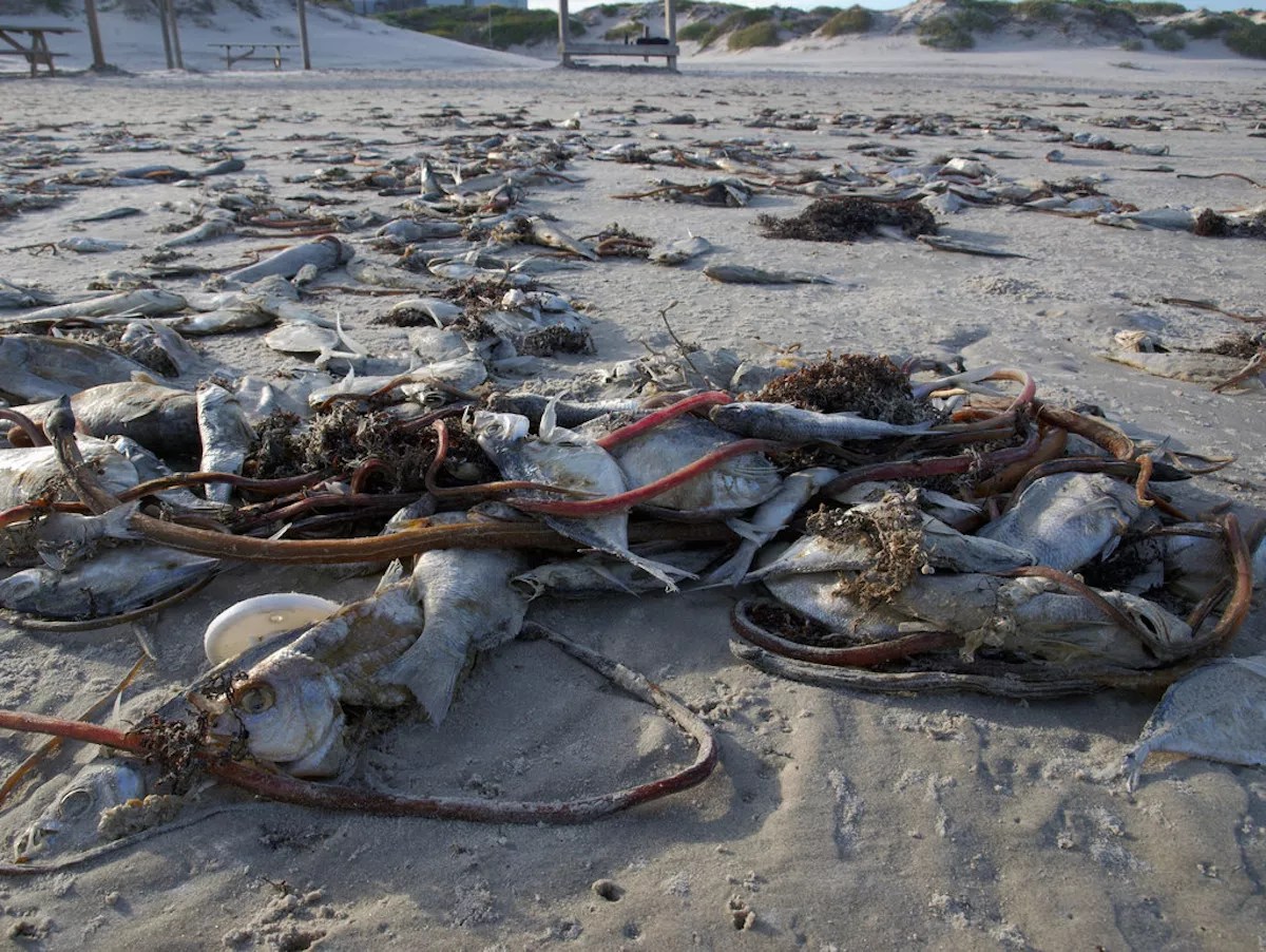 Miami Beach Commissioners Retreat From Plan to Sue Gov. Rick Scott Over Red Tide