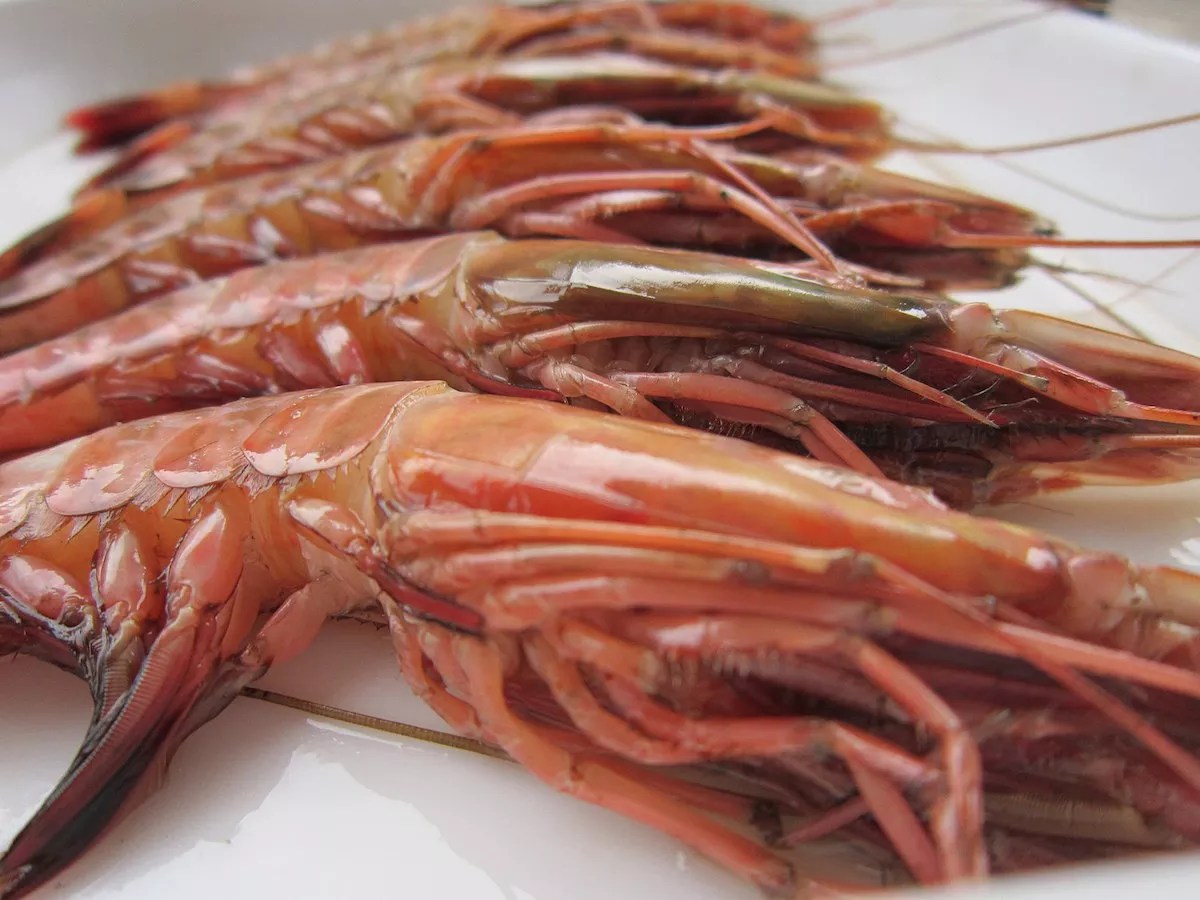 Florida’s New Shrimping Regulations Won’t Put Local Catch on Your Table