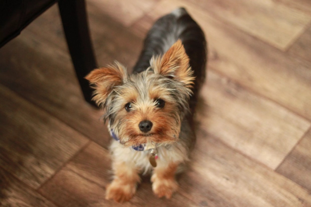 Woman Challenges Miami Beach Pet Store Ban