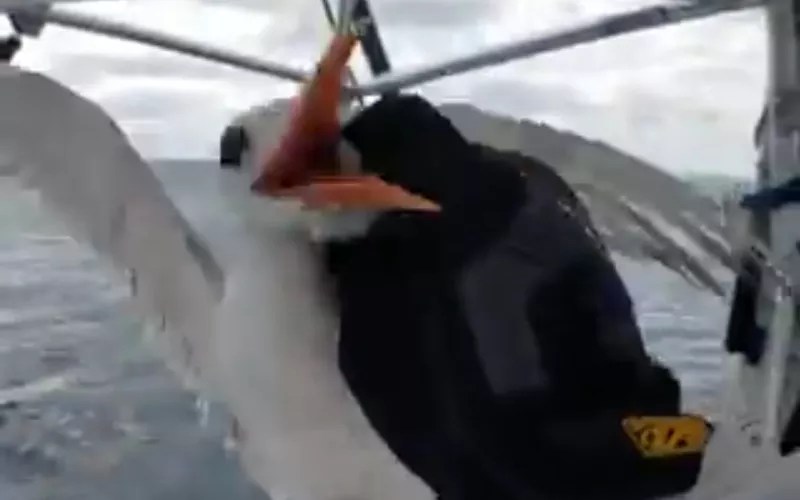 Mark the Shark Grabs Bird by the Neck and Shakes It in Video That Angers Animal Lovers