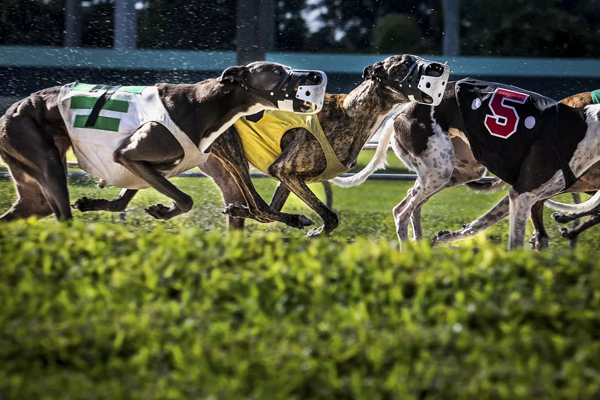 Greyhound Advocate Says Lawsuit to Overturn Racing Ban Is a “Slap in the Face to Voters”