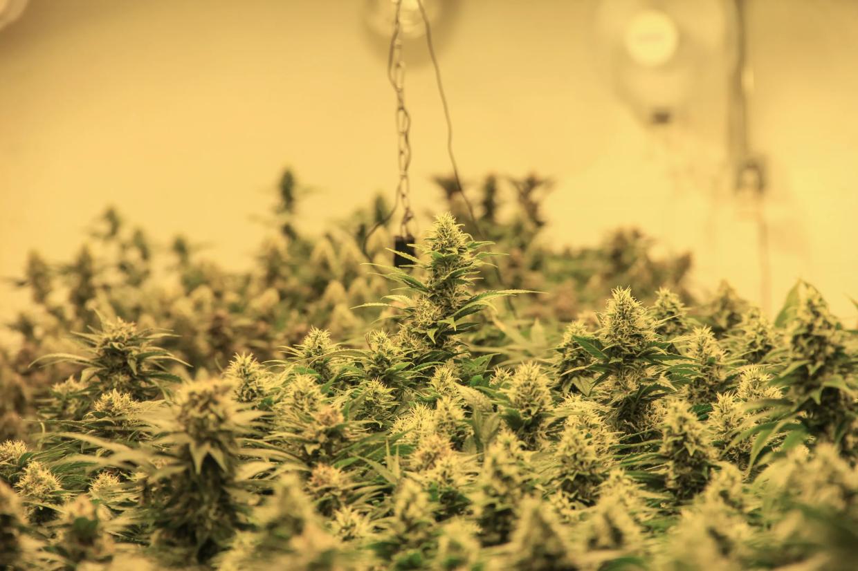 Here’s Proof Getting Medical Marijuana in Florida Is Becoming Easier