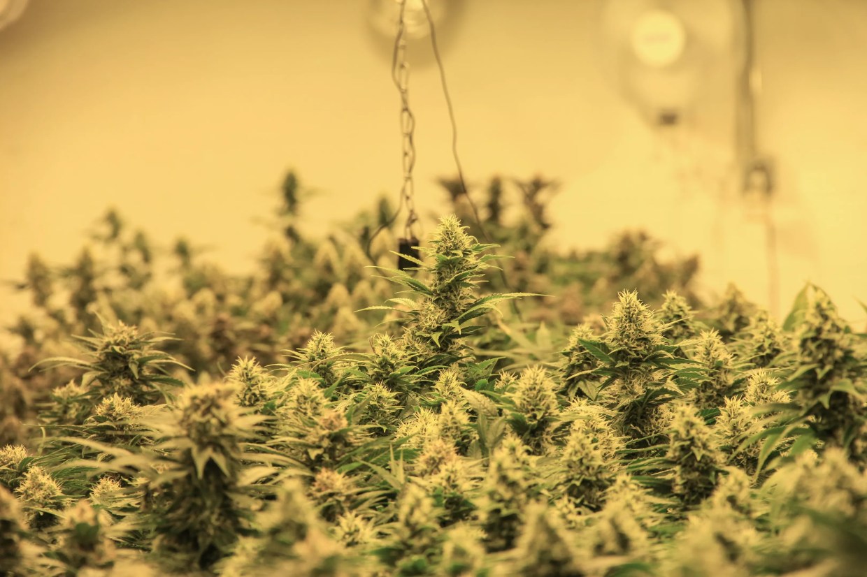 Here’s Proof Getting Medical Marijuana in Florida Is Becoming Easier