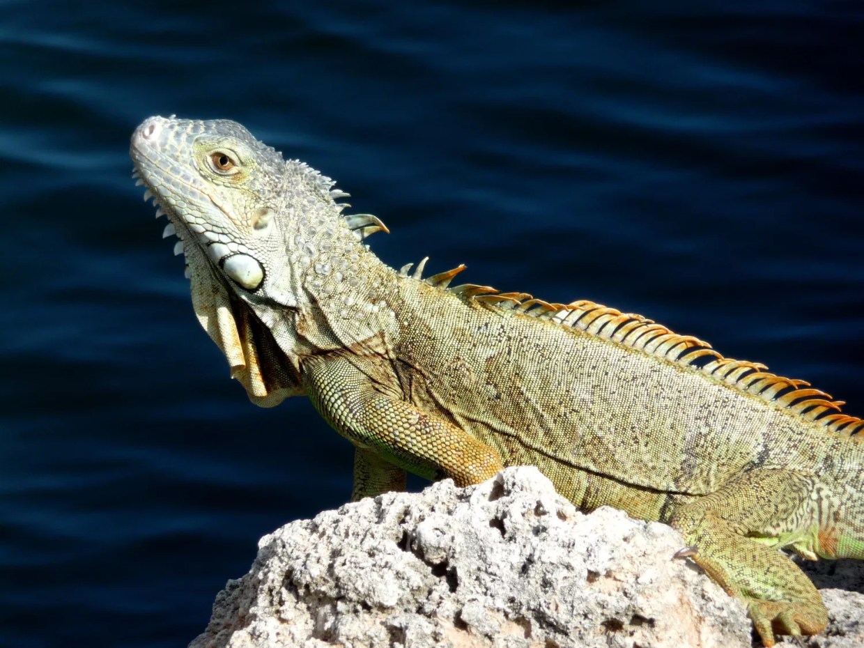 Animal Advocates Petition to Stop “Government-Sanctioned Massacre” of Florida Iguanas