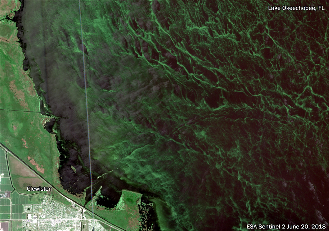 Almost Half of Florida Water Bodies Have Algal Blooms, and Climate Change Is Worsening the Problem