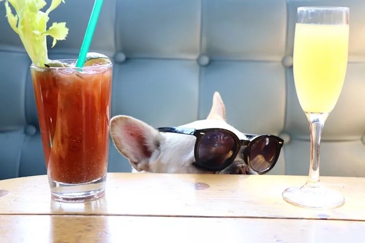 National Dog Day 2019: Where to Celebrate With Your Four-Legged Friends