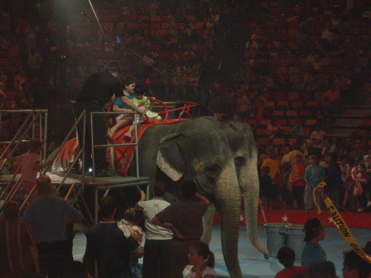 PETA’s “Worst Circus in America” Comes to Miami