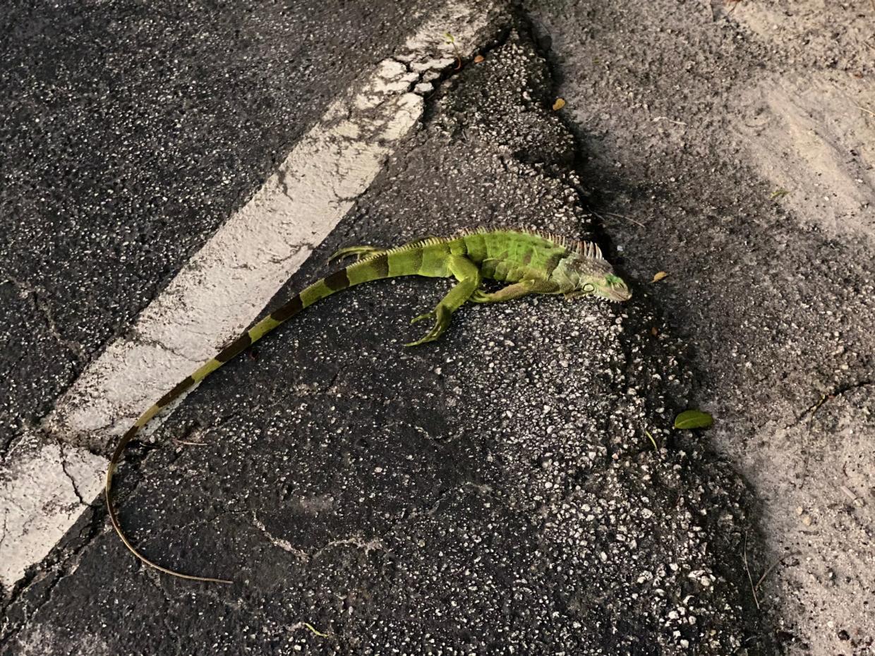 Miami’s One Day of Winter Has Finally Arrived