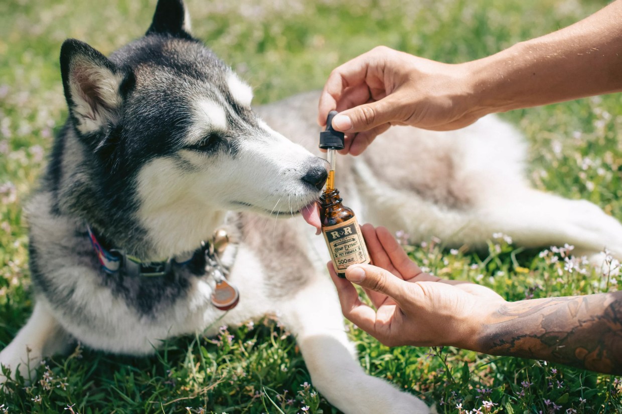 CBD for Pets Is Widely Sold yet Unapproved by FDA