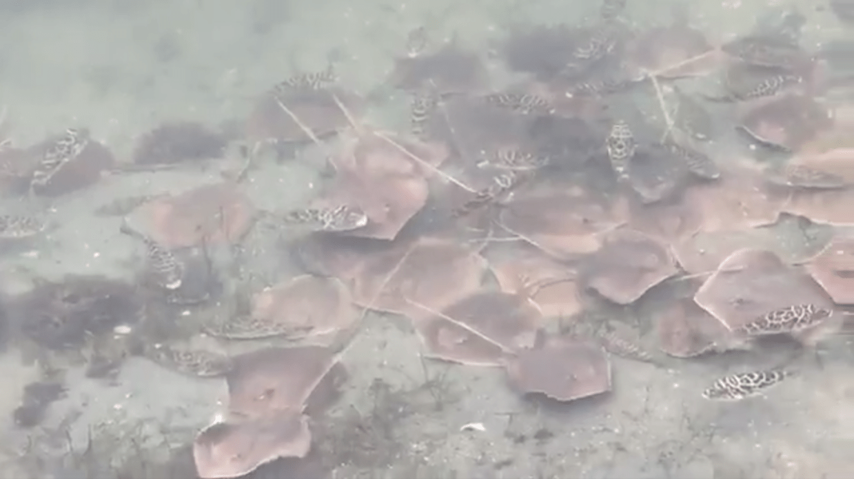 Oxygen-Deprived Pufferfish Gasp for Air in Biscayne Bay