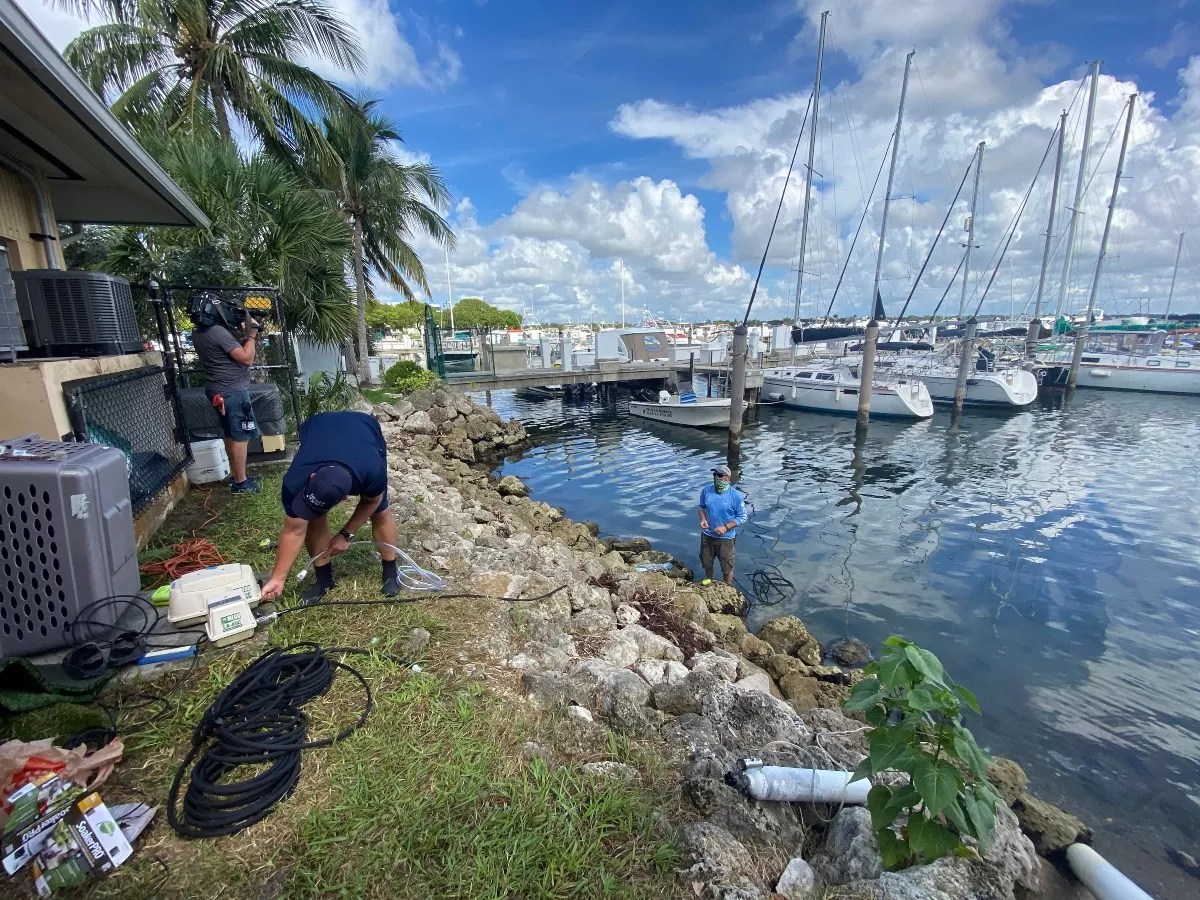 Here’s What’s Going on With the Ongoing Fish Kill in Biscayne Bay