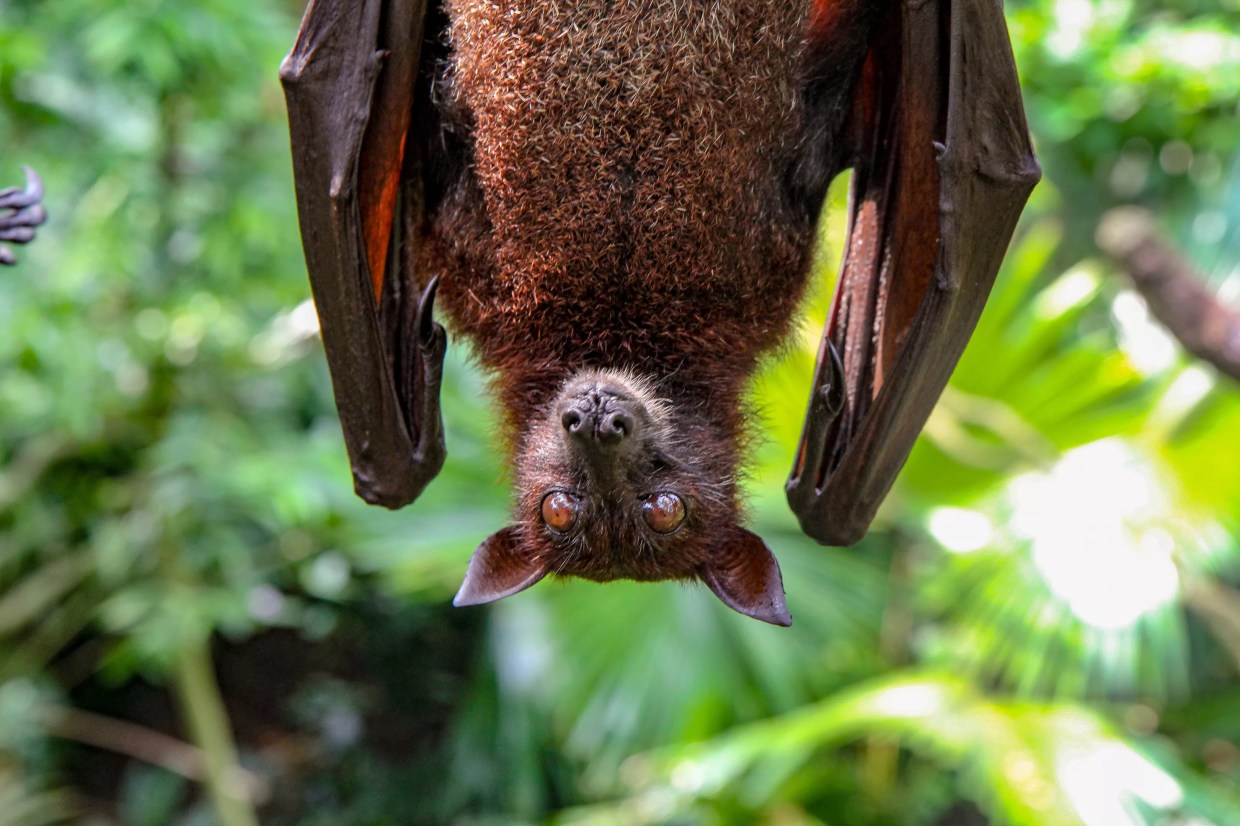For $15, You Can Adopt a Bat and Support Miami Conservation Efforts