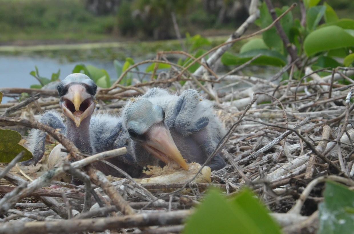 Study Finds Rare Florida Bird Eats Junk Food to Survive