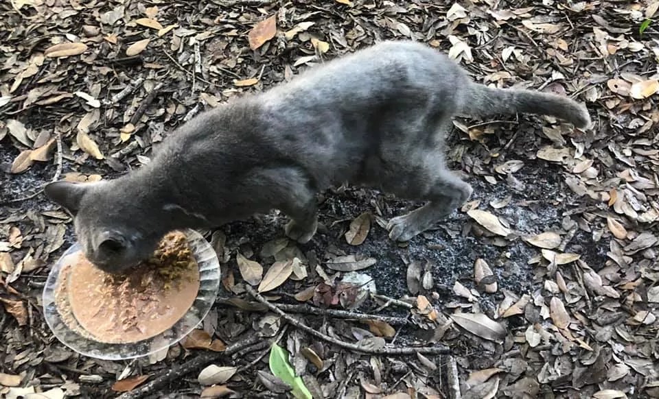 74-Year-Old Animal Lover Banned From Miami Park After Feeding Cats