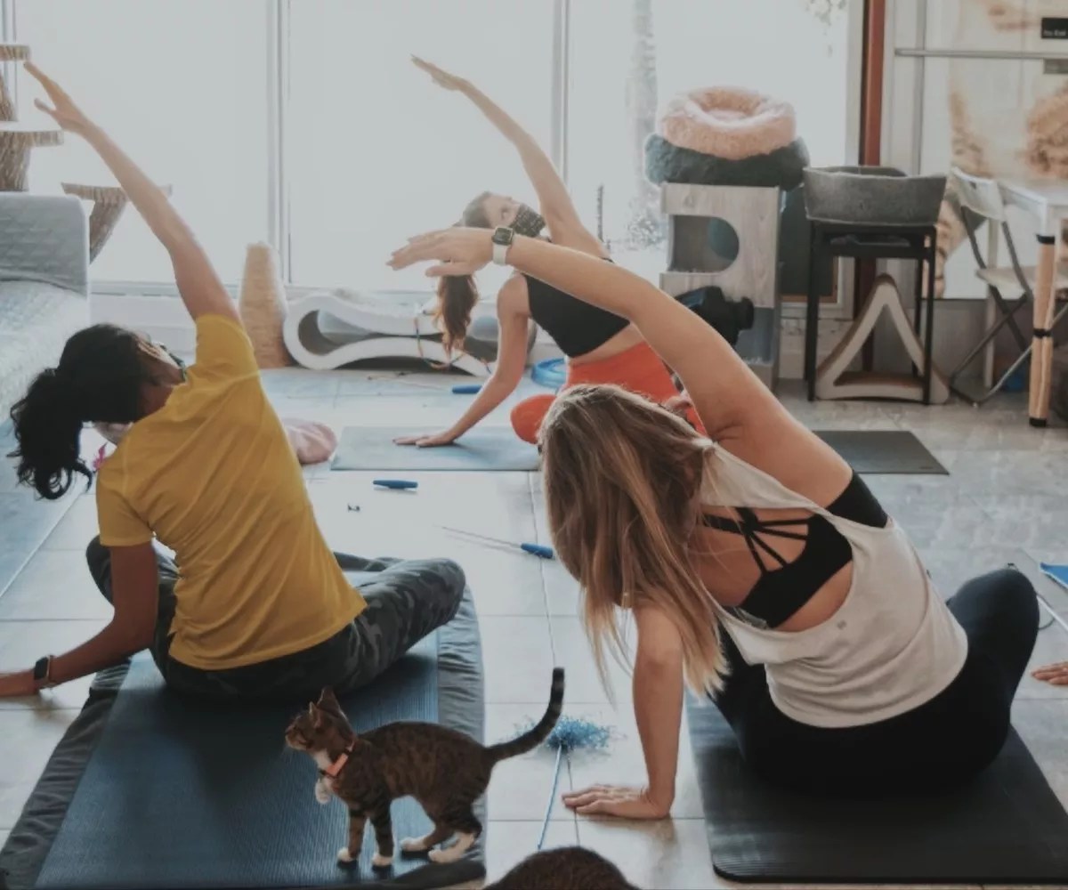 Downward-Facing Cat: The Cat’s Meow Café Hosts Feline-Centric Yoga