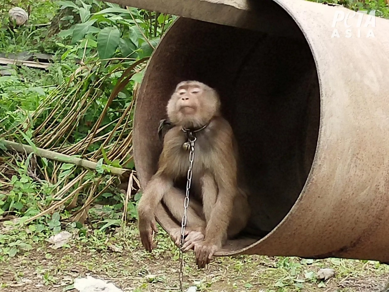 PETA Pops Publix for Purveying Coconut Milk Harvested by Mistreated Monkeys