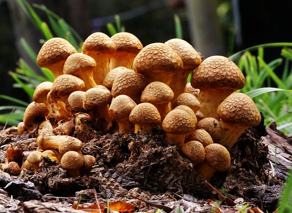 Florida Lawmaker Wants to Legalize Psychedelic Mushrooms by 2022
